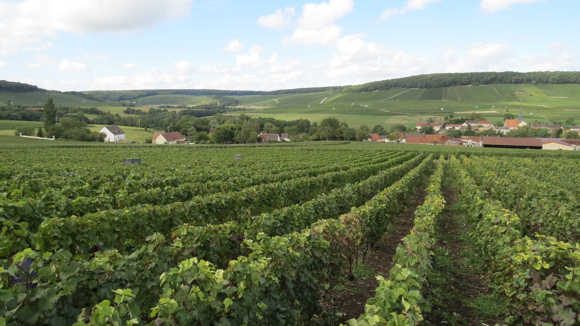 Un vignoble verdoyant avec un village en arrière-plan.